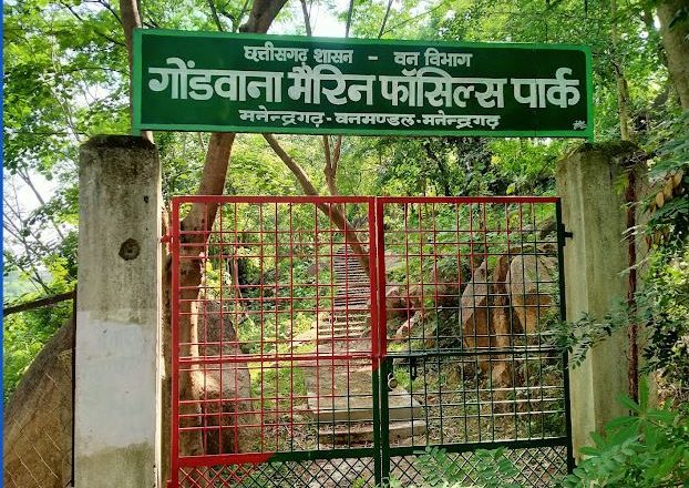 छत्तीसगढ़ का अनमोल खजाना: 293 मिलियन साल पुराने समुद्री जीवाश्मों का राज़ खोलता गोंडवाना मरीन फॉसिल पार्क