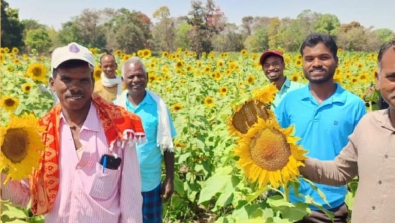 छत्तीसगढ़ में सूरजमुखी की खेती को मिली केन्द्र सरकार की सराहना केंद्रीय कृषि मंत्रालय ने कहा छत्तीसगढ़ में खेती का स्वर्णिम अध्याय शुरू