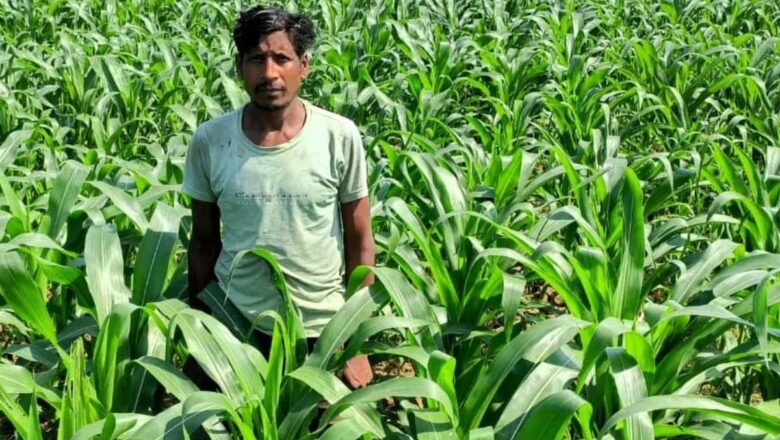 धान के बदले मक्का की खेती से किसान ने कमाया दुगुना मुनाफा
