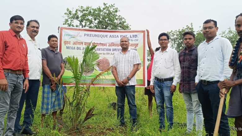 कम मेहनत, कम लागत, बंपर मुनाफा: पाम ऑयल खेती से बदलें किस्मत