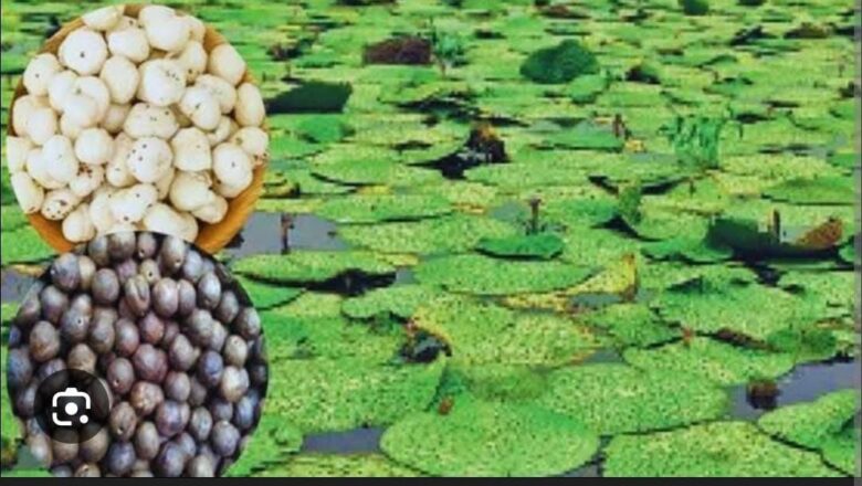 धान के कटोरे से सुपर फूड की ओर : मखाना की खेती बनी महिलाओं के लिए समृद्धि की आधार