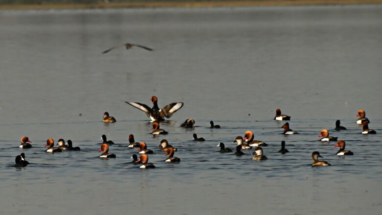 कोपरा जलाशय को राज्य का पहला रामसर साइट घोषित किया जाना छत्तीसगढ़ के लिए गर्व का क्षण : मुख्यमंत्री श्री विष्णु देव साय