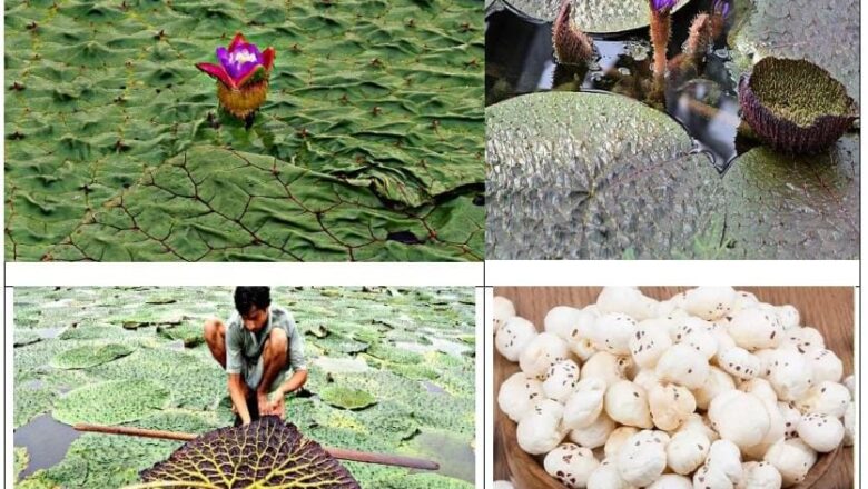 मुख्यमंत्री श्री विष्णु देव साय के प्रयास से छत्तीसगढ़ मखाना बोर्ड में शामिल